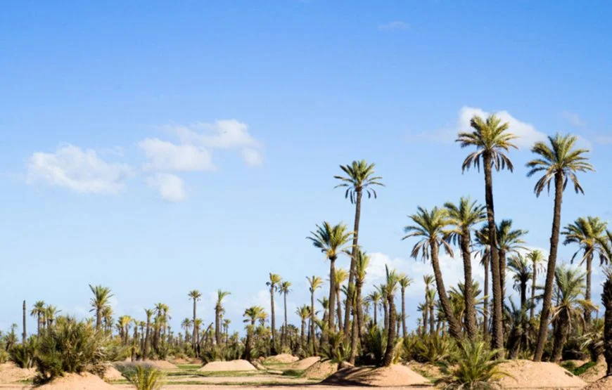 Buggy ride in the majestic Palmeraie of Marrakech