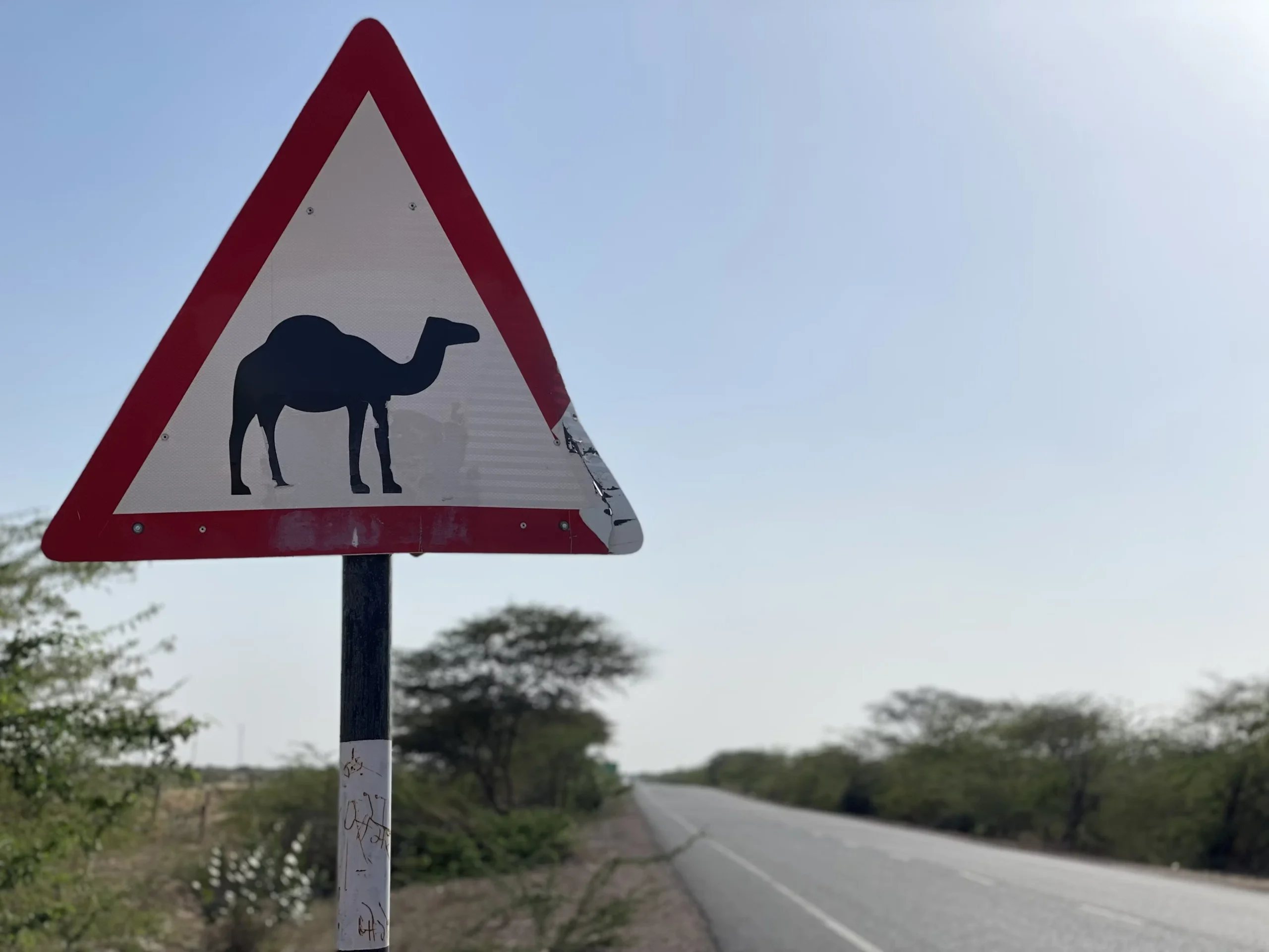 Camel ride in the Palm Grove of Marrakech